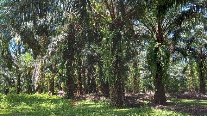 Ketua DPRD Bengkulu Tengah Pertanyakan Kelanjutan Program Replanting Sawit  