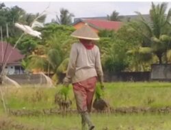 DTPHP Provinsi Bengkulu Sebut Sebanyak 10 Ribu Ton Pupuk Subsidi di Salurkan