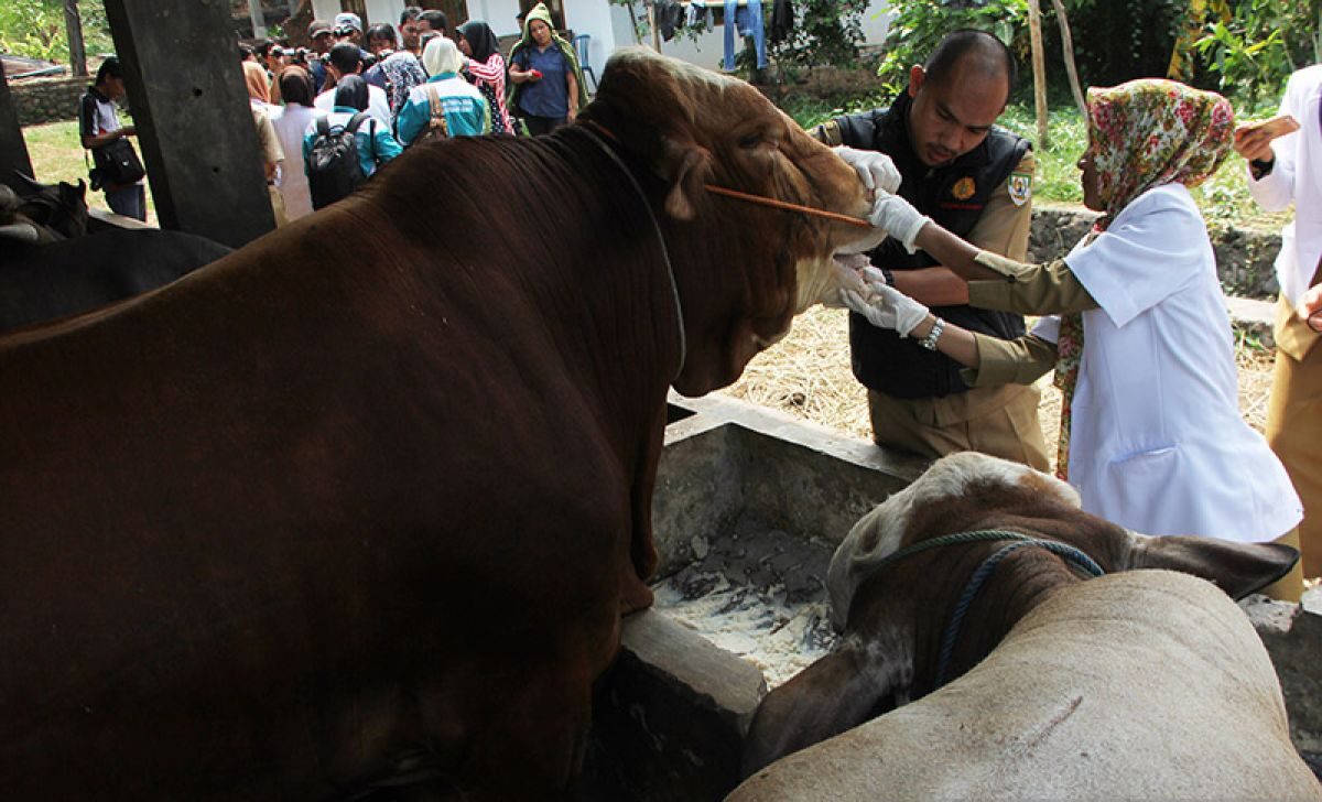 Pemeriksaan terhadap hewan ternak di Kota Bengkulu