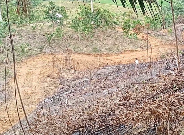 Kontroversi Program Replanting Kelapa Sawit di Bengkulu Selatan.