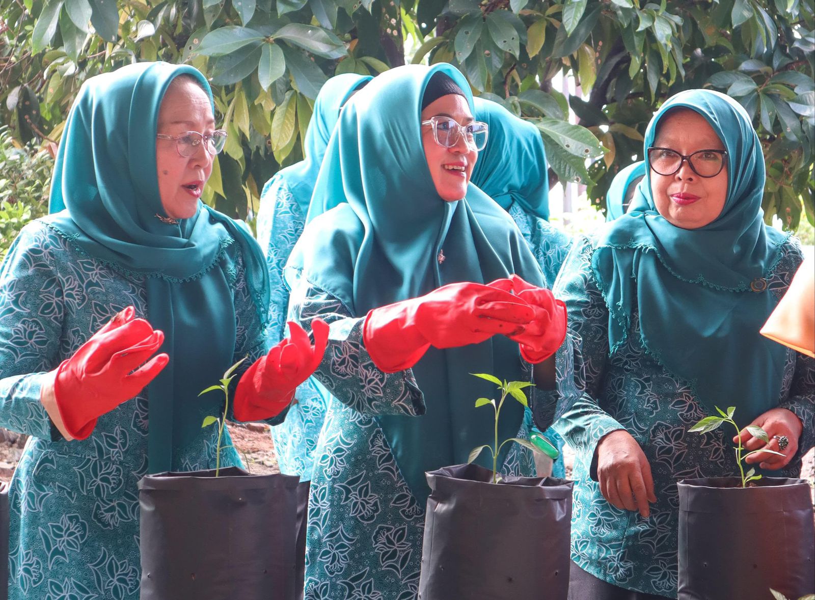 Bangun Ketahanan Pangan Keluarga, Derta Rohidin Dorong Masyarakat Tanam Cabai