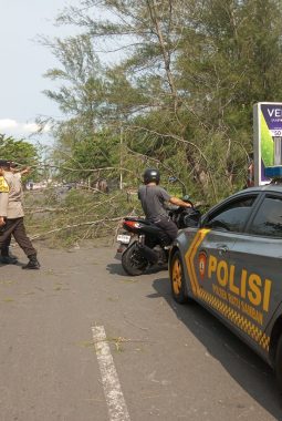 Pohon Tumbang di Jalan Pariwisata Bengkulu, Polisi Sigap Lakukan Evakuasi dan Atur Lalu Lintas