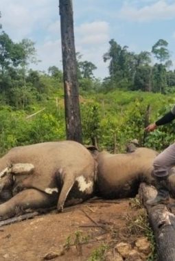 Kapolda Bengkulu Perintahkan Jajarannya Selidiki Penyebab Kematian Dua Gajah
