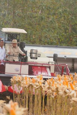Perkuat Ketahanan Pangan Nasional, Presiden Prabowo Turun Langsung Panen Jagung di Tuban