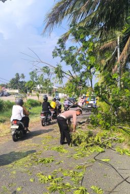 Patroli Polsek Muara Bangkahulu Evakuasi Pohon Tumbang di Jalan Budi Utomo