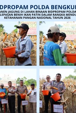 Keberhasilan Polda Bengkulu Panen 4 Ton Jagung dan Tebar 3.000 Benih Ikan Patin Dukung Ketahanan Pangan
